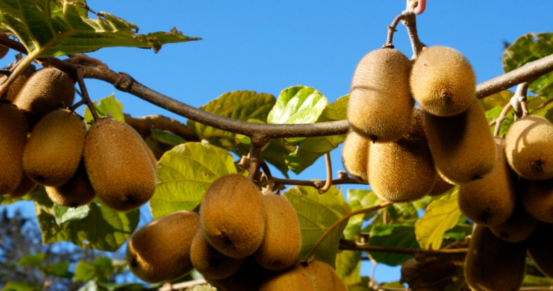 甜菜堿如何保障果實(shí)品質(zhì)