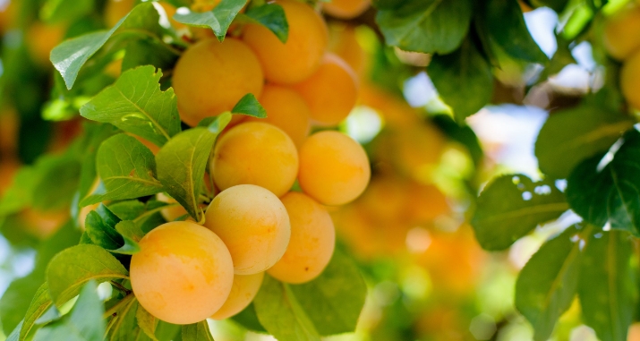 甜菜堿如何保障果實(shí)品質(zhì)