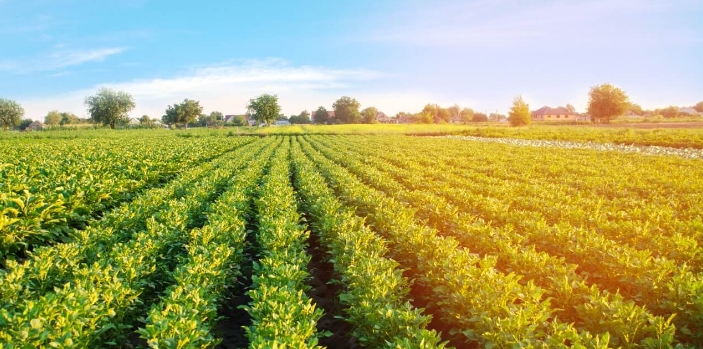 肌酸在農(nóng)業(yè)上的作用