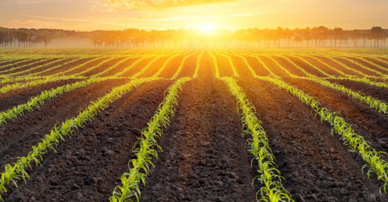 肌酸在農(nóng)業(yè)上的作用