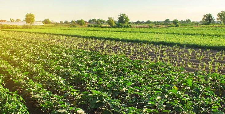 肌酸在農(nóng)業(yè)上的作用