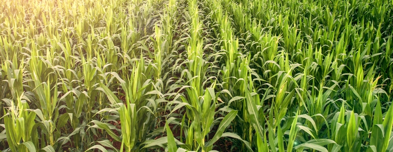 農(nóng)業(yè)甜菜堿-2