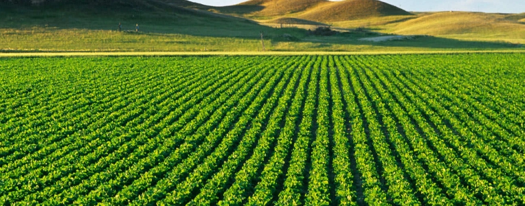 農(nóng)業(yè)無水甜菜堿