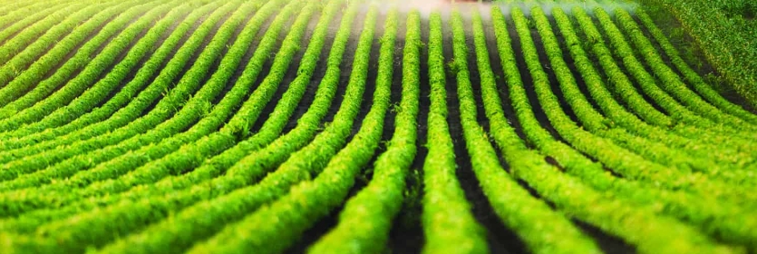 農(nóng)業(yè)無水甜菜堿