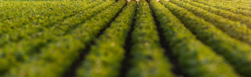 農(nóng)業(yè)甜菜堿