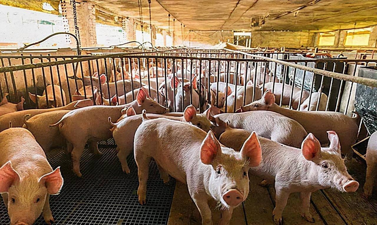 氯化膽堿：優(yōu)化脂肪代謝，減少肝臟腎臟脂肪沉積，提升肉質(zhì)鮮嫩度