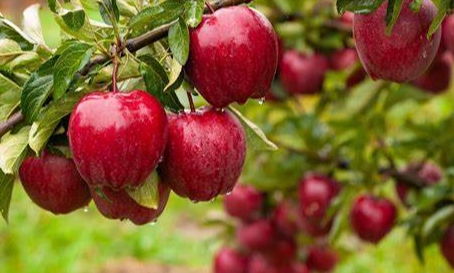 甜菜堿?；▔压麢C(jī)制解析