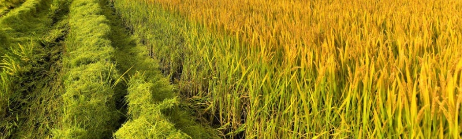 甜菜堿在農業(yè)防凍-2