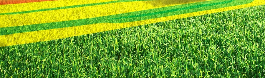 甜菜堿在農業(yè)防凍上應用