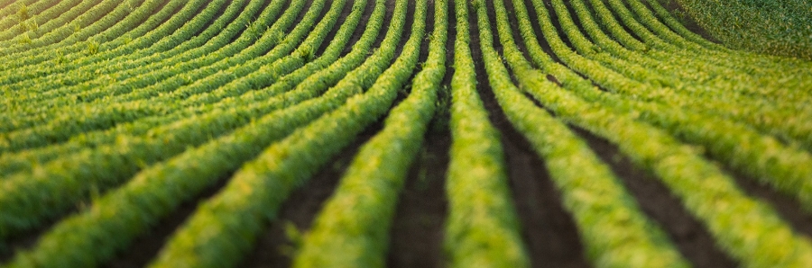 甜菜堿在農業(yè)防凍-1