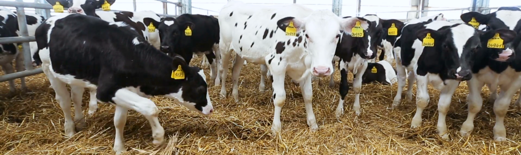 甜菜堿的作用-1