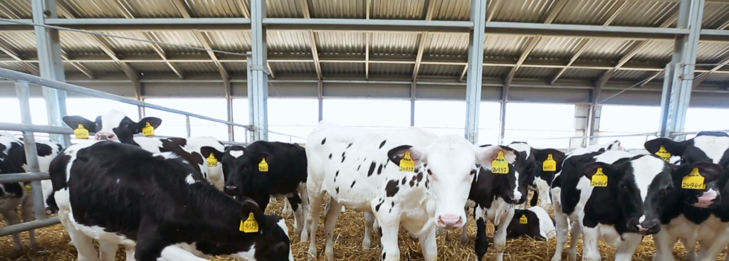 甜菜堿的作用-2